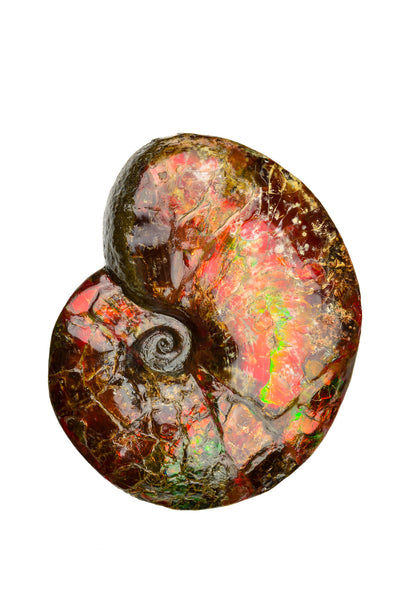 Ammolite Fossil