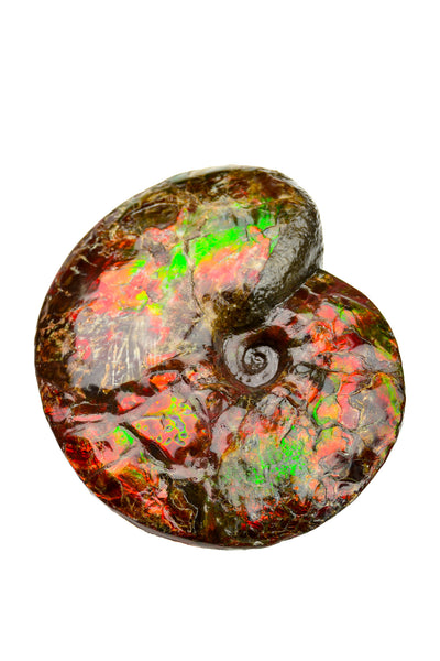 Ammolite Fossil