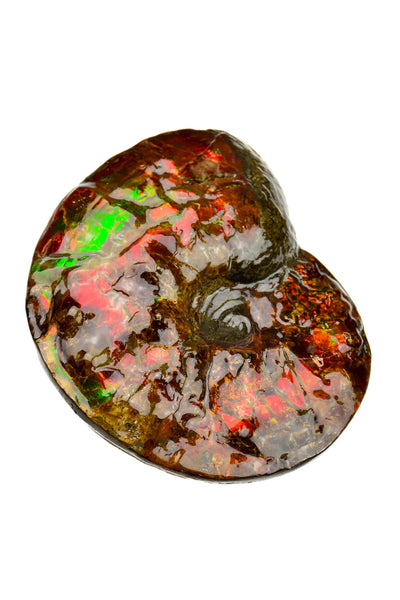 Ammolite Fossil