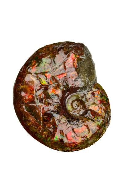 Ammolite Fossil