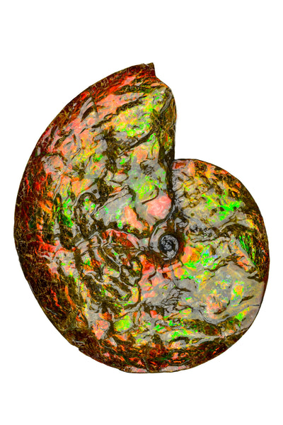 Ammolite Fossil