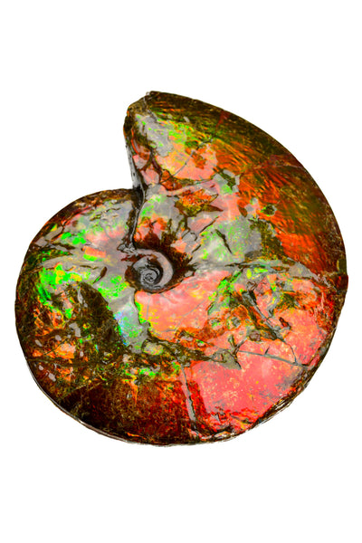 Ammolite Fossil