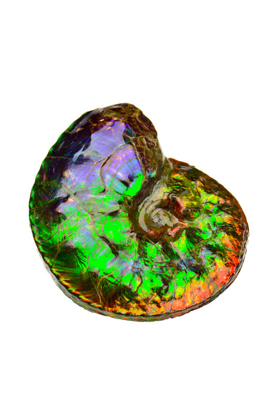 Ammolite Fossil