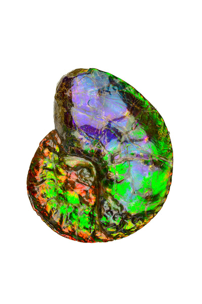 Ammolite Fossil