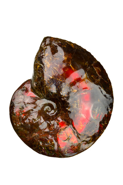 Ammolite Fossil