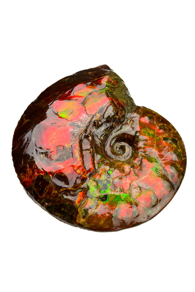 Ammolite Fossil