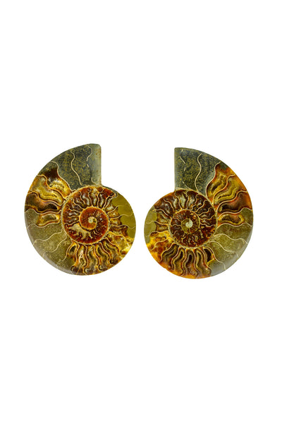Madagascar Ammonite - Sliced