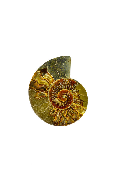 Madagascar Ammonite - Sliced