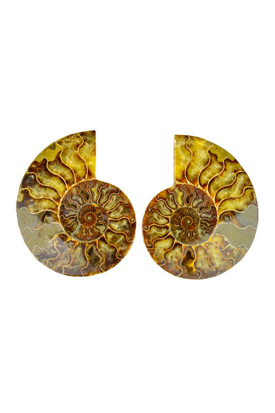 Madagascar Ammonite - Sliced