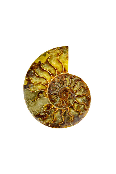 Madagascar Ammonite - Sliced