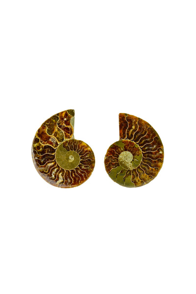 Madagascar Ammonite - Sliced