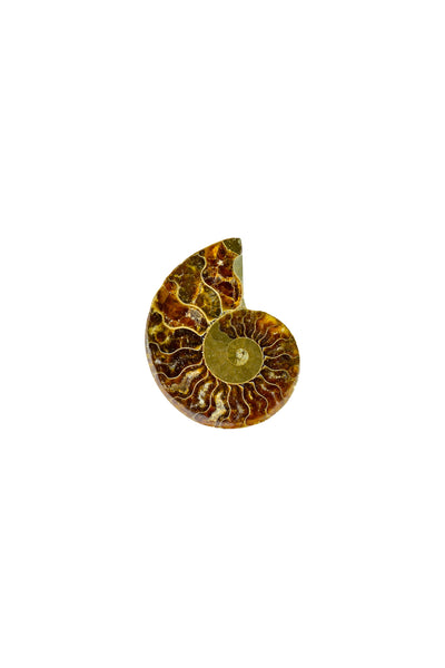 Madagascar Ammonite - Sliced