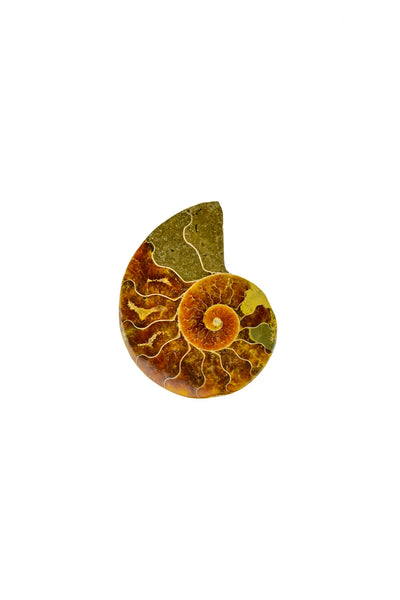Madagascar Ammonite - Sliced