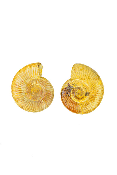 Madagascar Ammonite - Full
