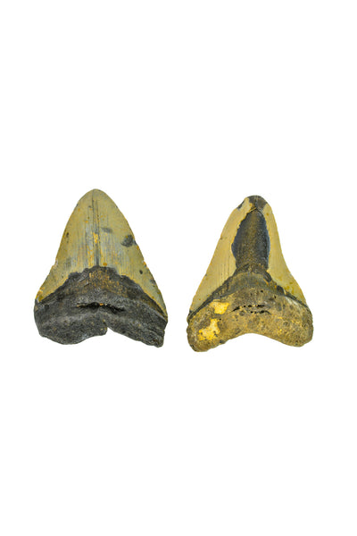 Megalodon Tooth - Full