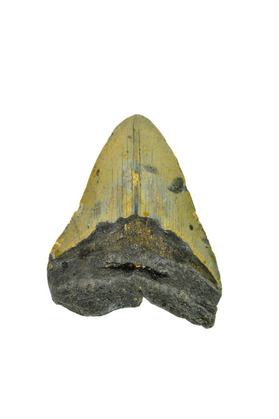 Megalodon Tooth - Full