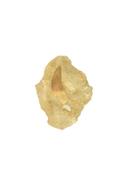 Mosasaur Tooth Matrix