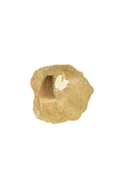 Mosasaur Tooth Matrix