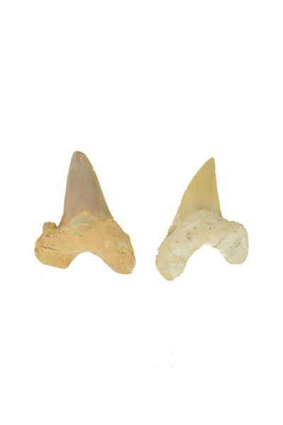 Otodus Obliquus Shark Tooth