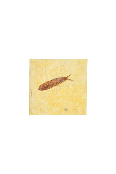 Single Fish Fossil