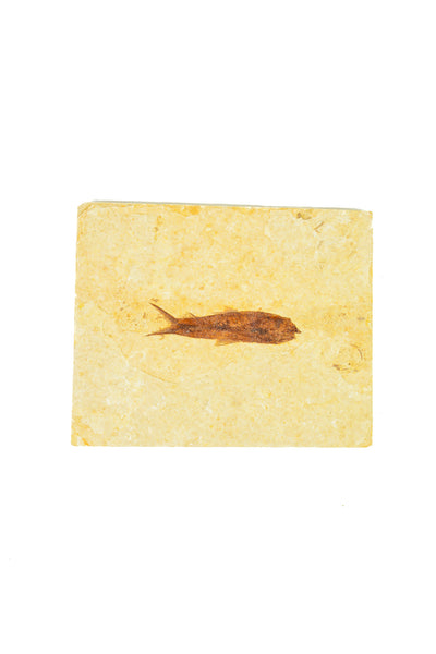 Single Fish Fossil
