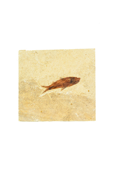 Single Fish Fossil