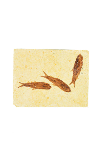 Triple Fish Fossil