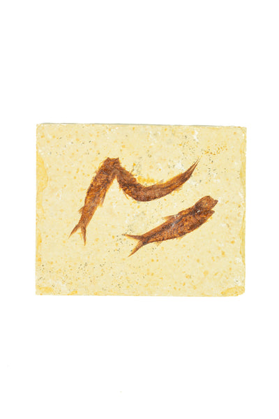 Triple Fish Fossil