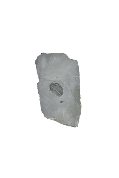 Trilobite Matrix