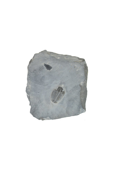 Trilobite Matrix