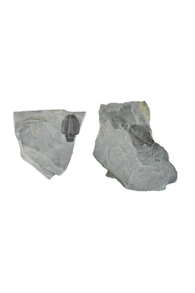 Trilobite Matrix