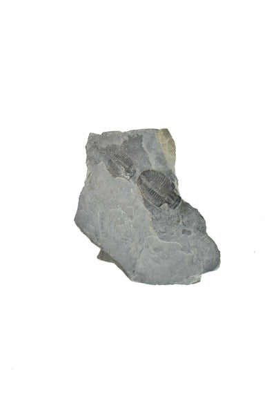 Trilobite Matrix