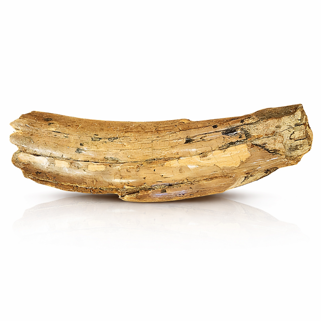 Mammoth Tusk Fragment – The Quest Gallery & Images of the North