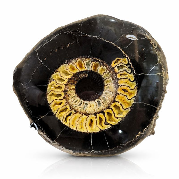 Pyritized Ammonite