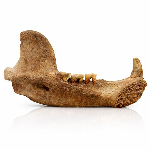 Ice Cave Bear Jaw
