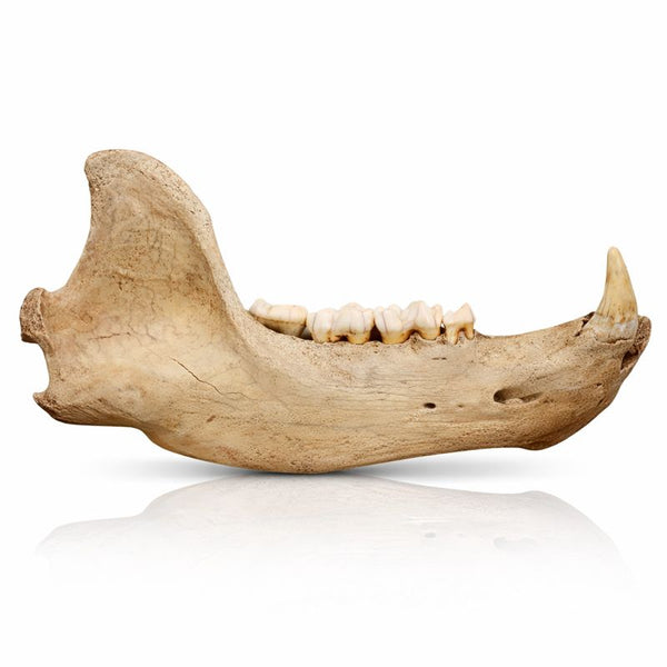 Ice Cave Bear Jaw
