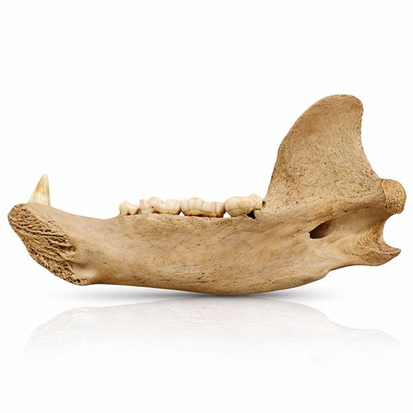 Ice Cave Bear Jaw