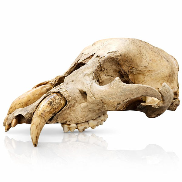 Ice Cave Bear Skull