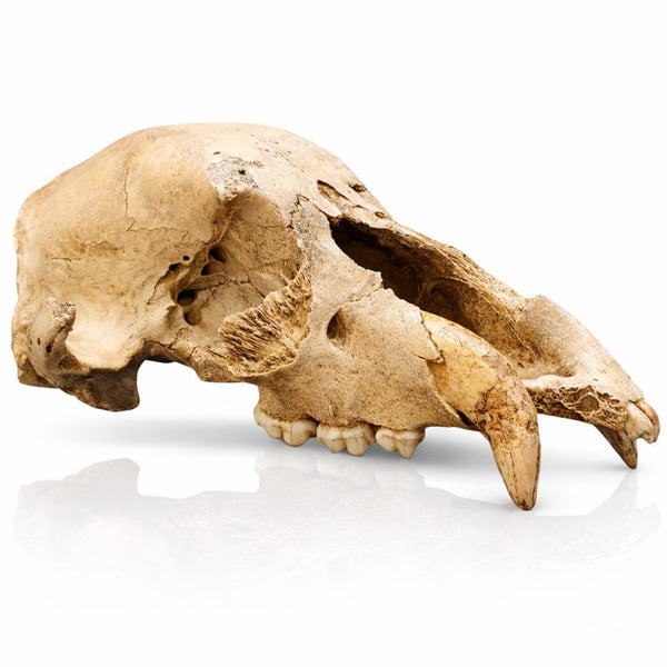 Ice Cave Bear Skull