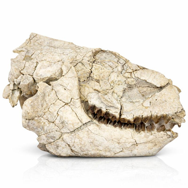 Oreodont Skull
