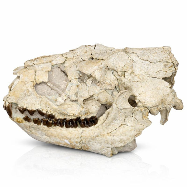 Oreodont Skull