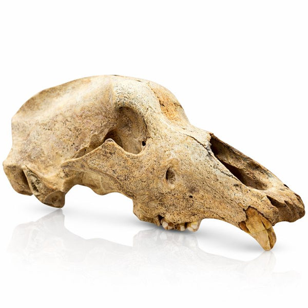 Ice Cave Bear Skull
