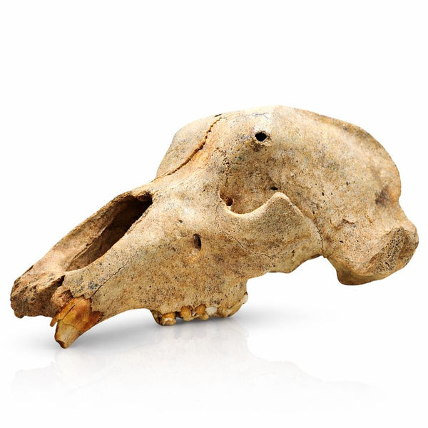 Ice Cave Bear Skull