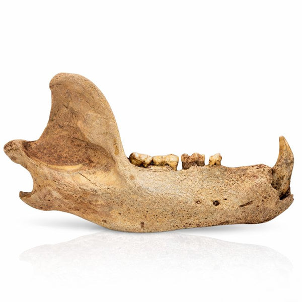 Ice Cave Bear Jaw