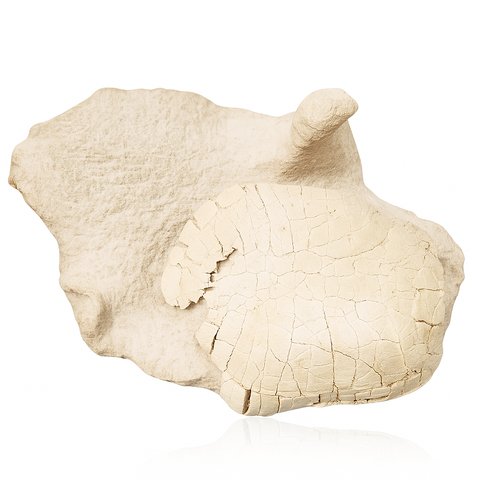 Turtle Shell Fossil
