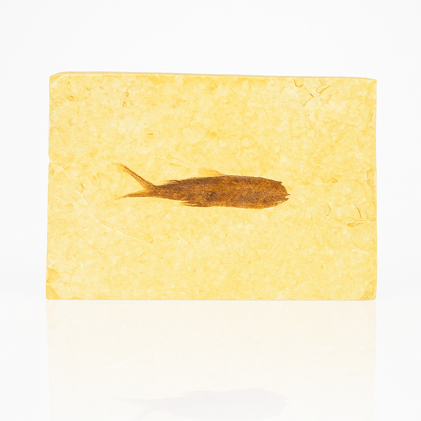 Single Fish Fossil