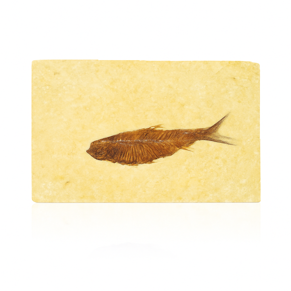 Single Fish Fossil