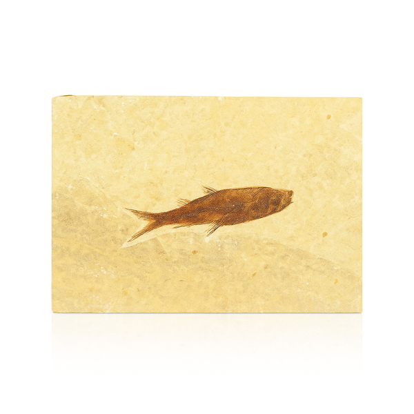 Single Fish Fossil