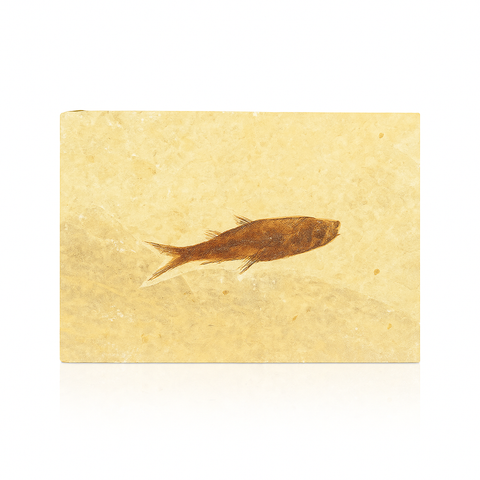 Single Fish Fossil
