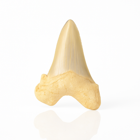 Otodus Obliquus Shark Tooth
